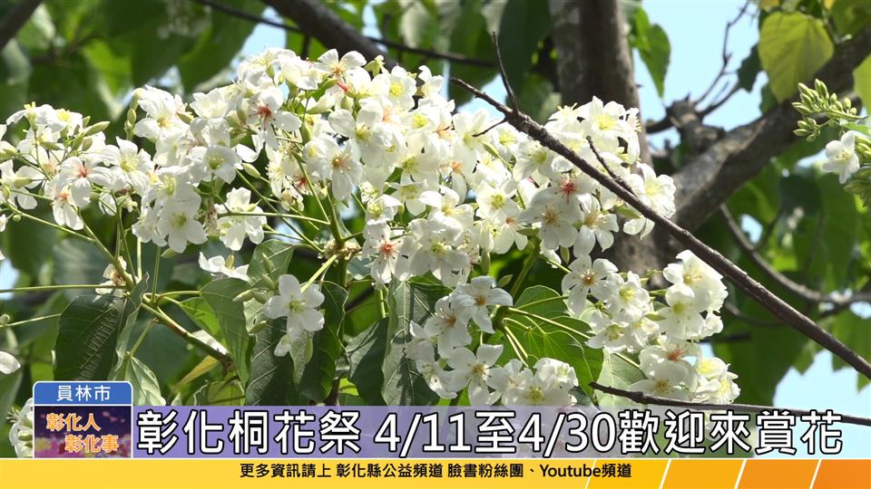 112-04-11 美好彰化 幸福桐遊 2023彰化桐花祭正式展開
